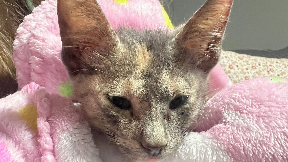 The Inspiring Rescue of a Kitten Named Little Miracle