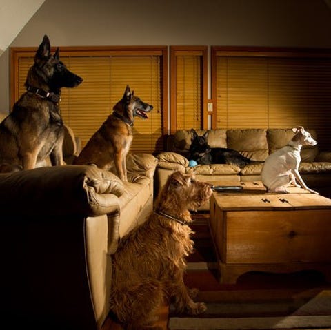 Five dogs sitting on couches and watching TV.