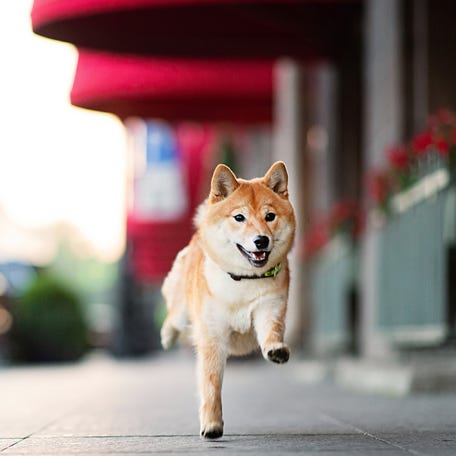 A Shiba Inu dog runs down a sidewalk.