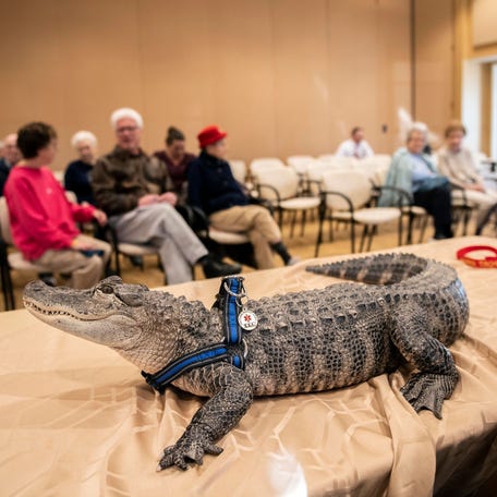 Around 20 people came to see Wally, a 4-foot-long, nearly 60-pound, emotional support alligator, at the SpiriTrust Lutheran Village at Sprenkle Drive, Monday, Jan. 14, 2018. Owner Joie Henney owns two gators and lives in Strinestown.     Ydr Tl 011419 Emotionalsupportgator