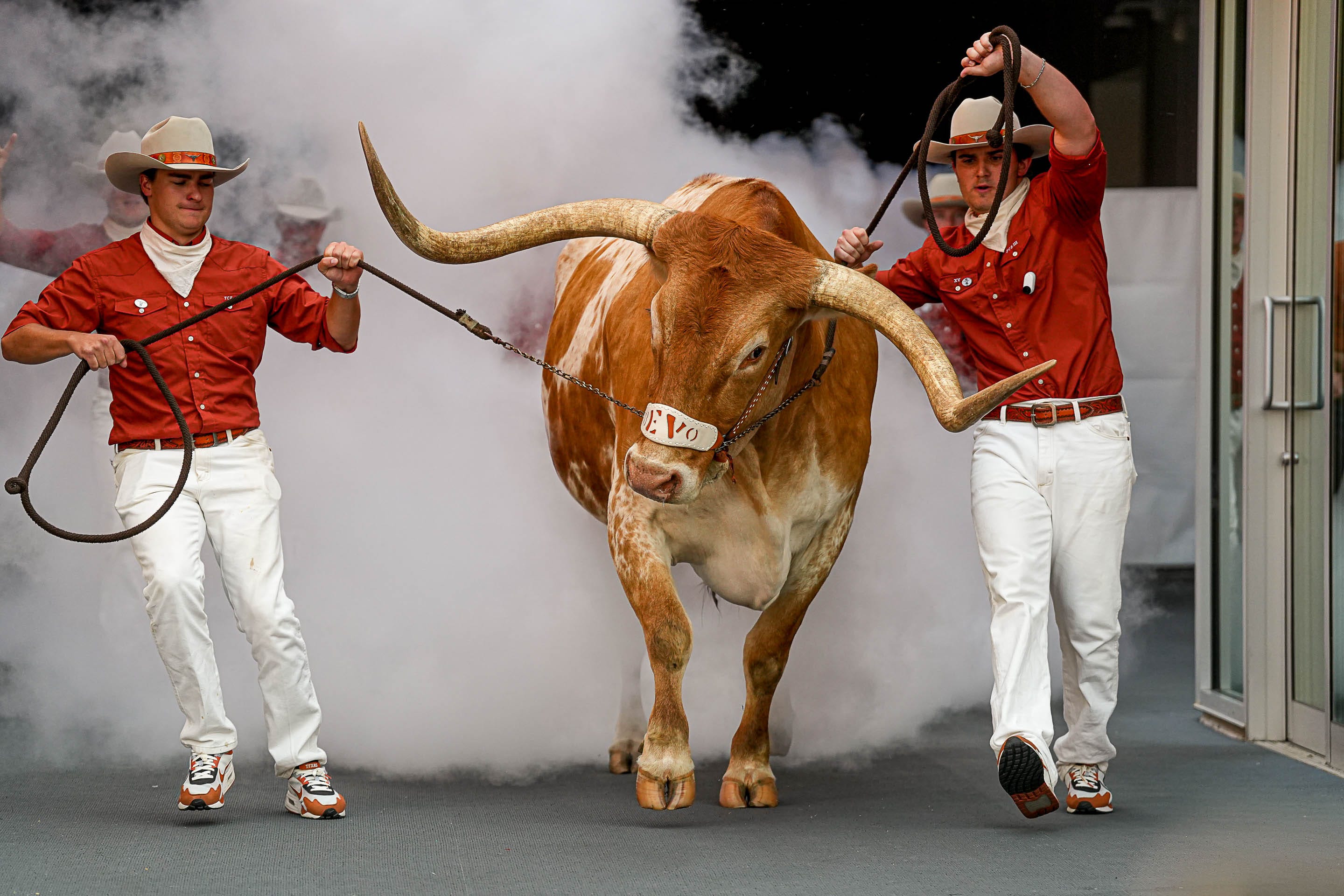 Sep 14, 2024; Austin, Texas, USA; Texas Longhorns mascot Bevo VX enters the stadium ahead of the game against UTSA at Darrell K Royal–Texas Memorial Stadium. Mandatory Credit: Aaron E. Martinez/USA TODAY Network via Imagn Images