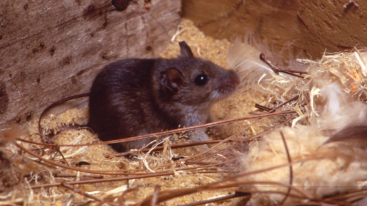Was ist das Hantavirus? Was Sie über die Fälle des Virus in Iowa wissen ...