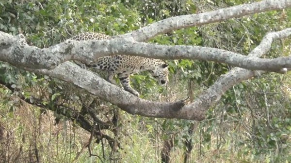 Unbelievable video of a jaguar pouncing on a gator