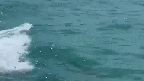 Dolphins leap alongside a police patrol boat