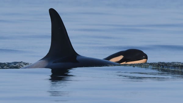 Famous orca gives birth again