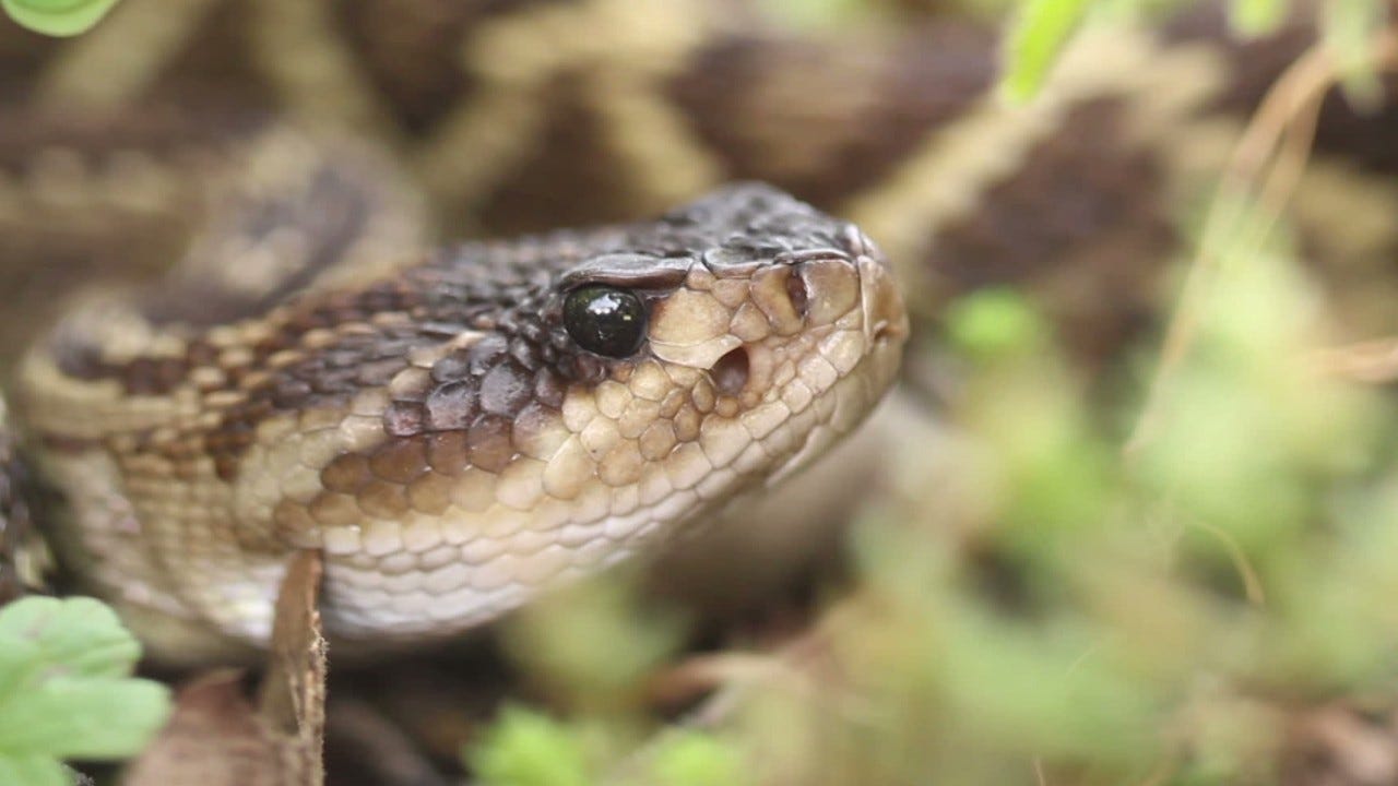 Snakes In Kentucky Serpent Sightings Increase As Heavy Rains Continue Snakes In Kentucky Serpent Sightings Increase As Heavy Rains Continue