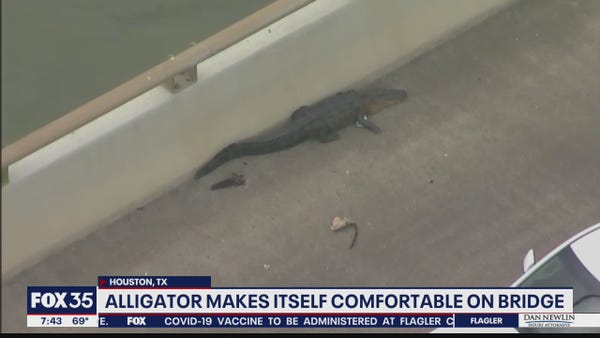 Napping alligator causes traffic delay in Houston,