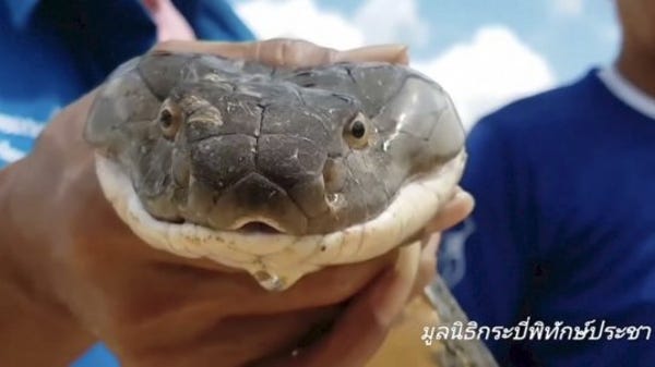 Man goes into sewer to rescue 13-foot snake