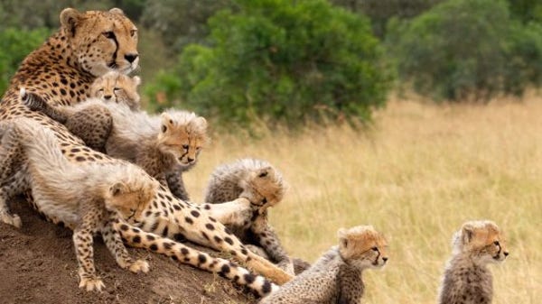 Cheetah goes out with cubs for the first time