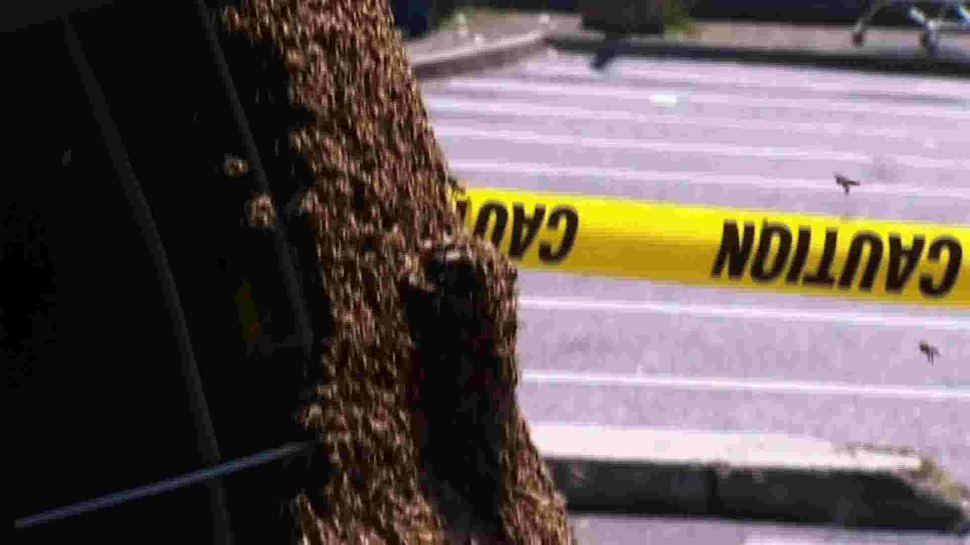 Thousands of bees use back of car as nest