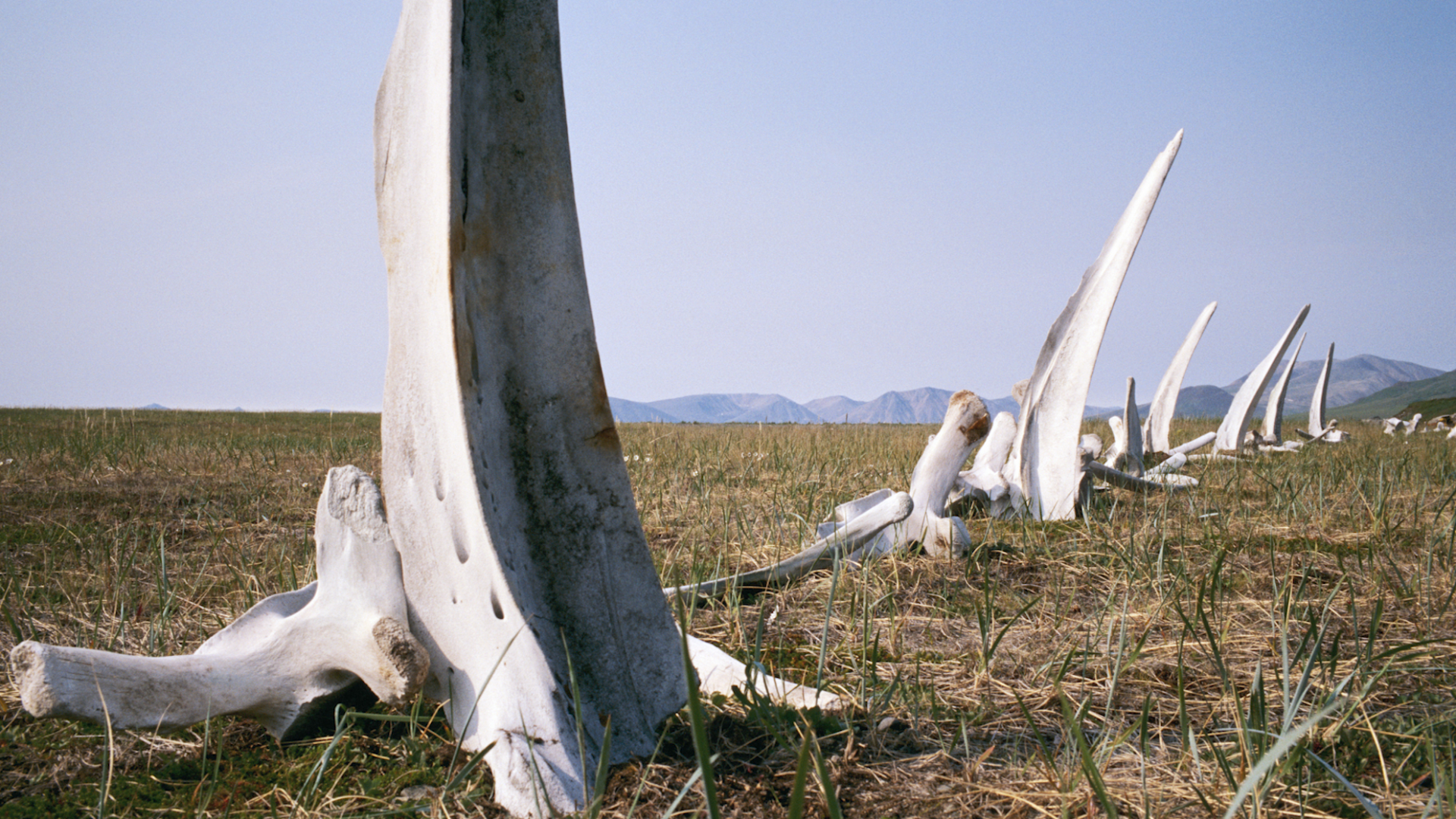 Haunting 'Whale Bone Alley' is Siberia's version of Stonehenge