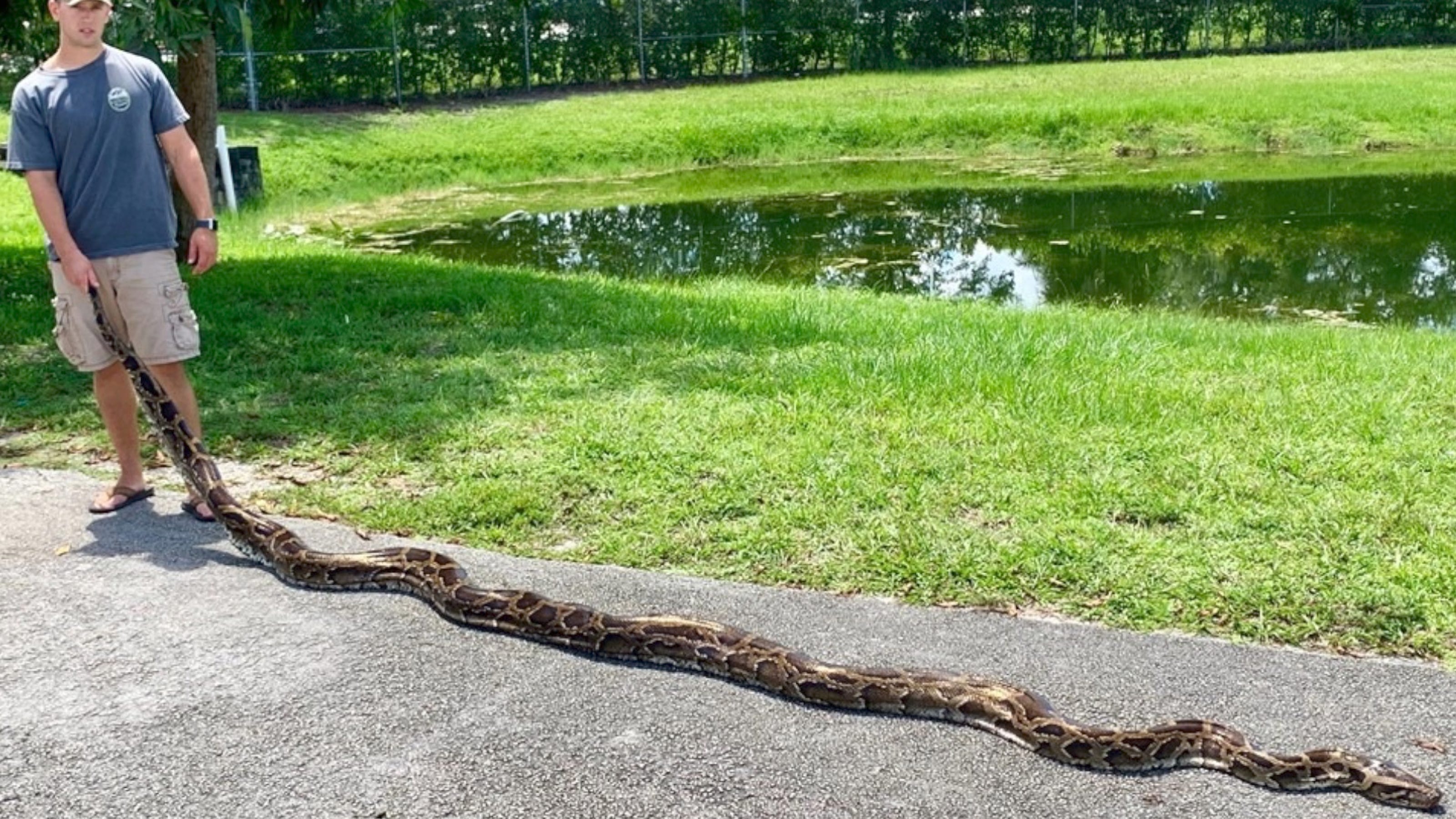 18-foot Burmese python captured in Florida