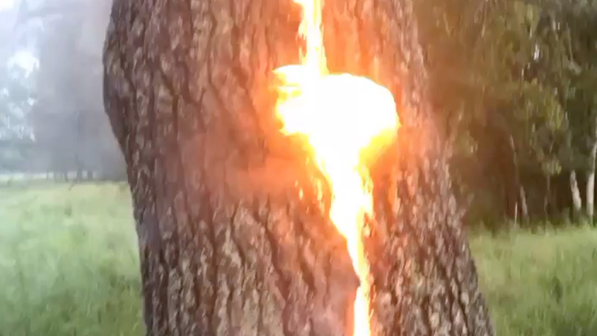 Catching Fire Lightning Tree