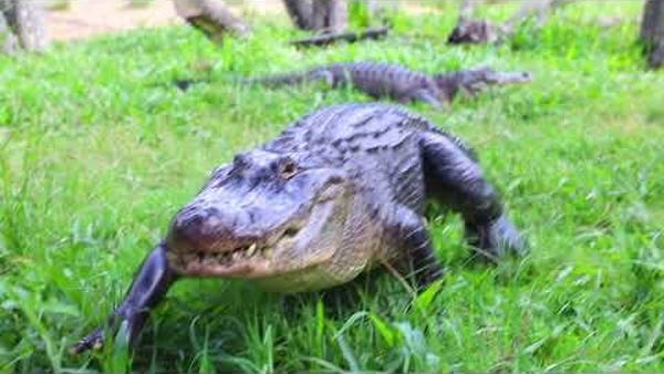 Alligator keepers stage nest raids at park
