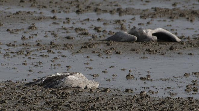 More than 103,000 turkeys were killed when the outbreak of bird flu spread in Indiana