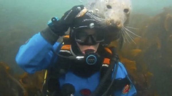 Friendly seal investigates diver's headgear