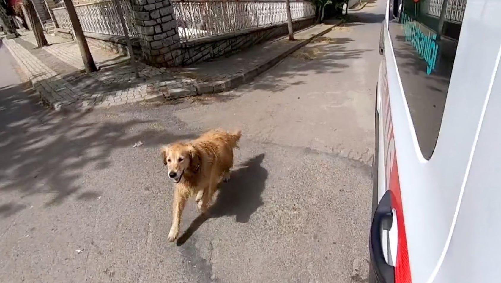 Footage of dog running after ambulance with owner inside will move you
