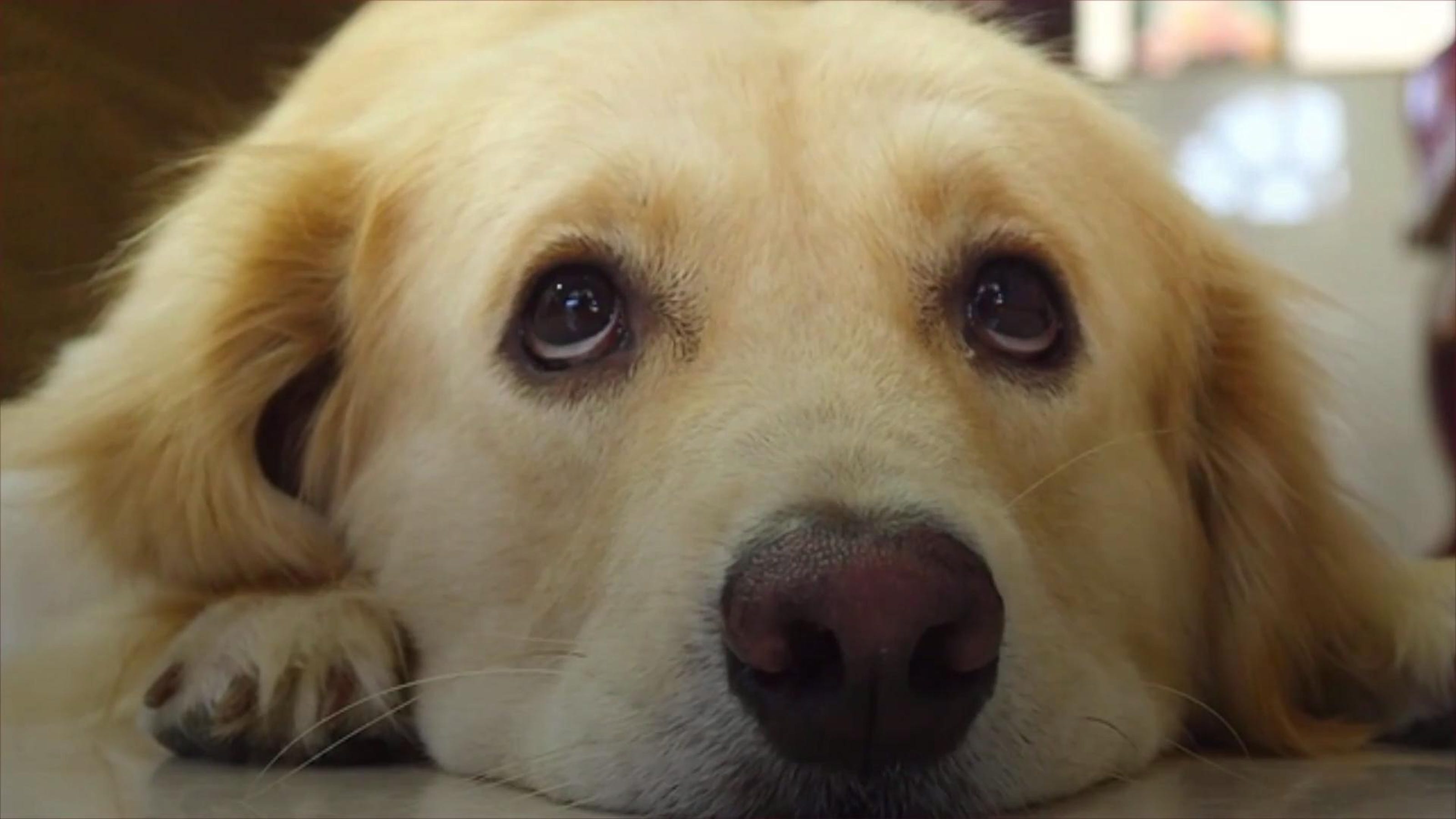 Dogs evolved to have eyebrow muscles— to more effectively pull on our