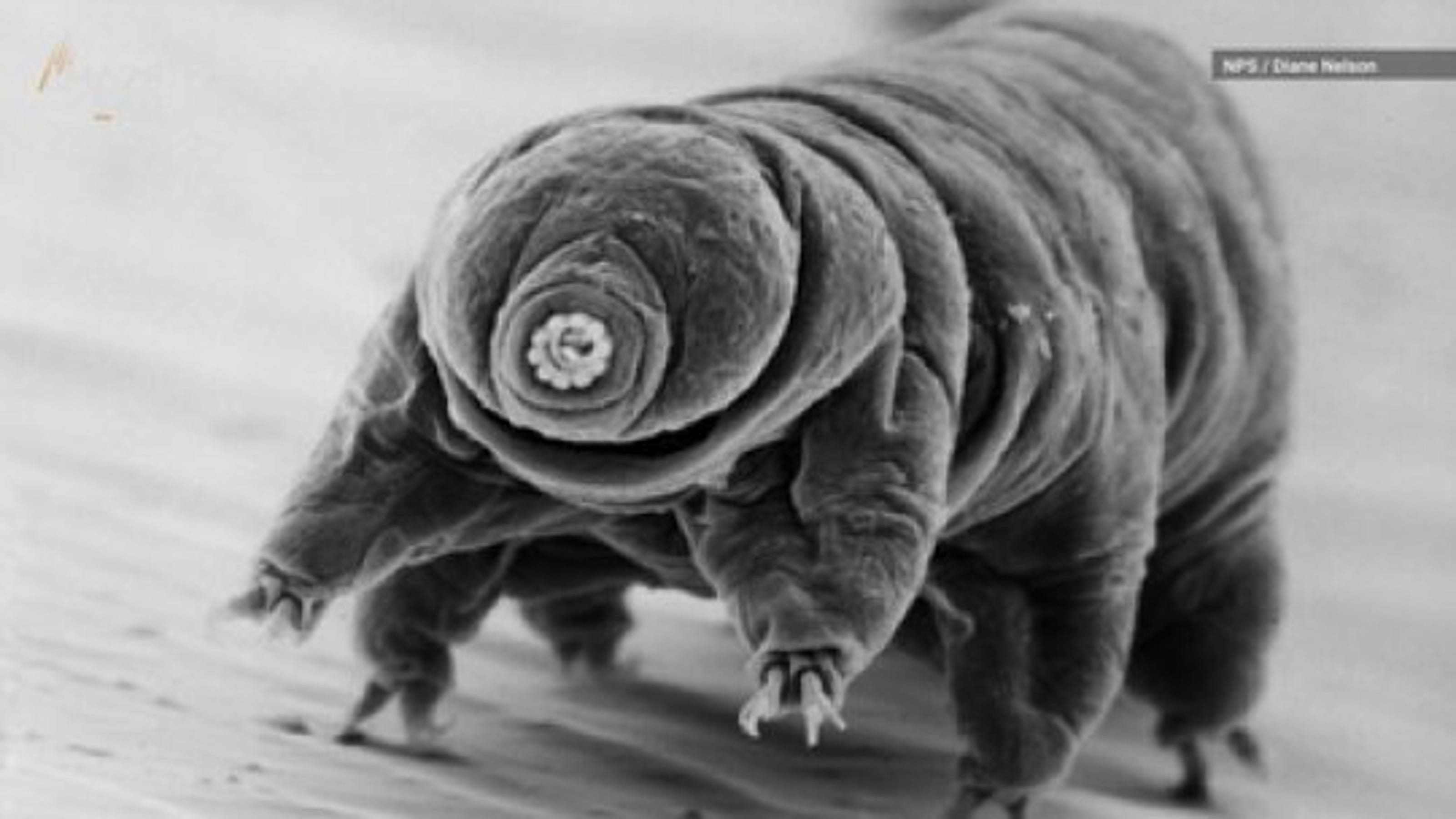 Thousands of 'water bears' now on the moon from Israeli lander crash