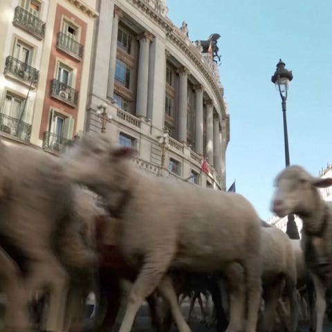 Traditional sheep-walk in the streets of Madrid