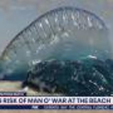 Man O' War wash ashore in Florida
