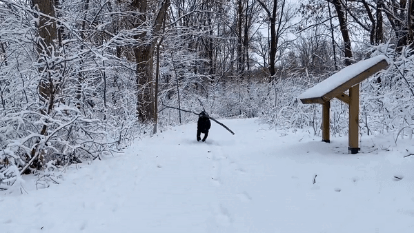 Dog runs with delight as snow hits Indiana