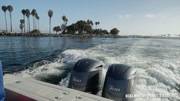 Entangled whale rescued