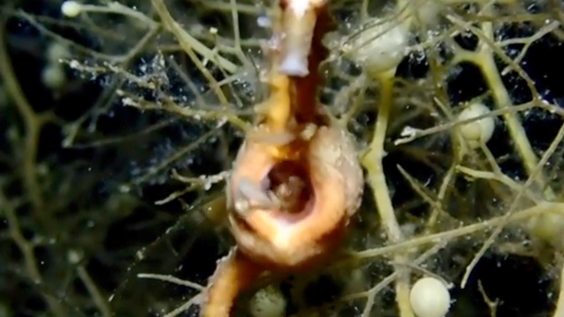 Incredible video captures male seahorse giving birth