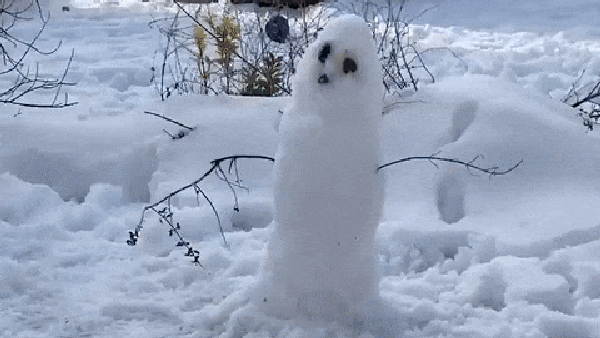 Dog excitedly destroys this  snowman