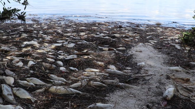 what causes red tide in florida