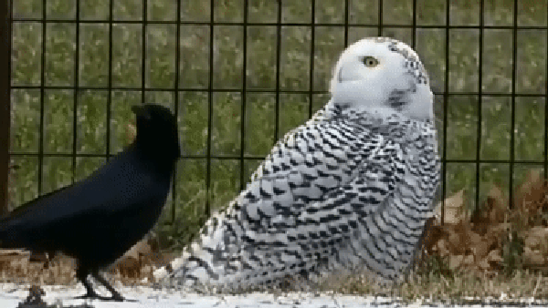 Rare snowy owl spotted in Central Park