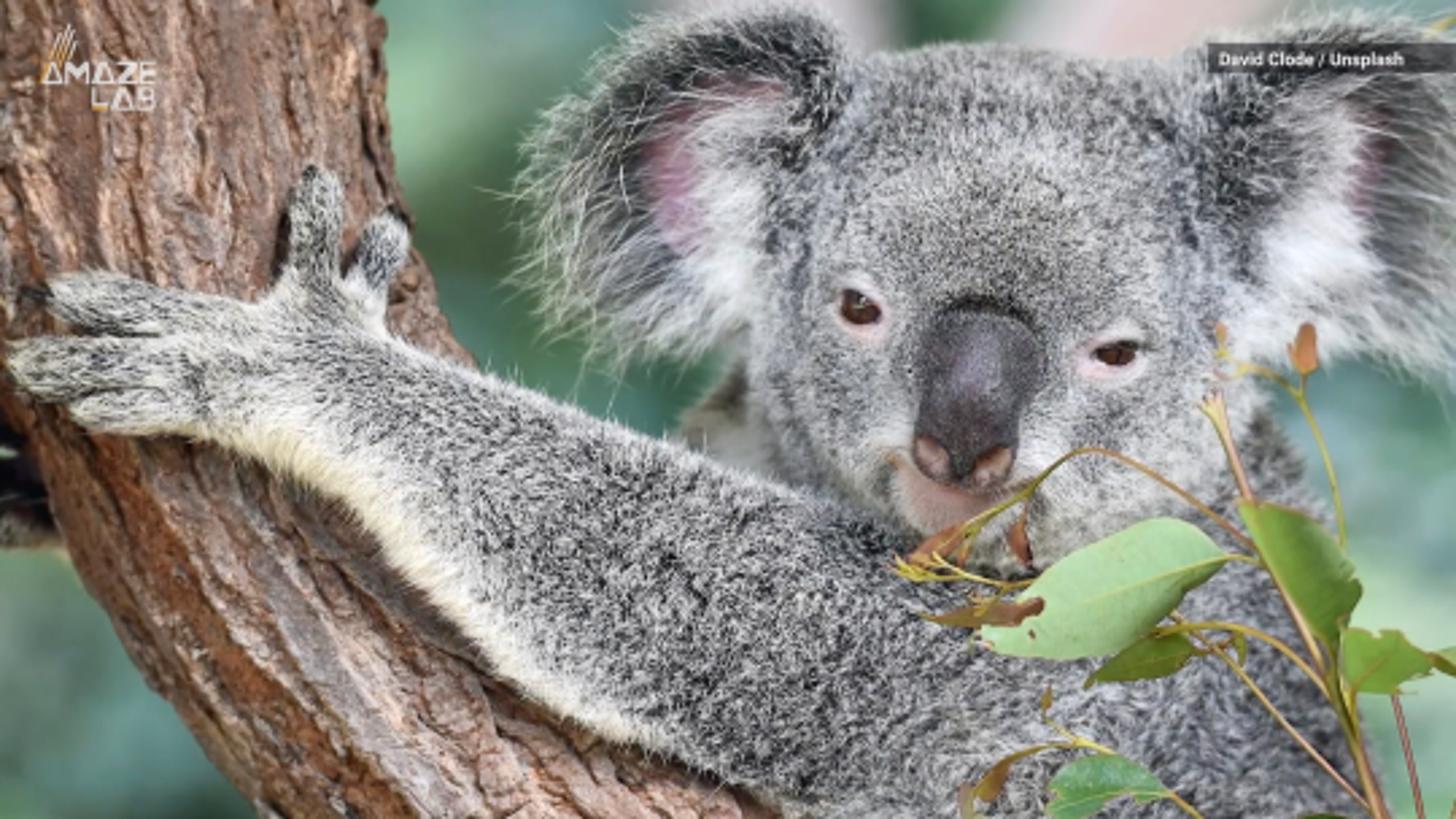 Koala fingerprints are nearly identical to human ones