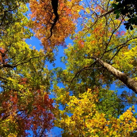 Dramatic fall colors along the Blue Ridge Parkway