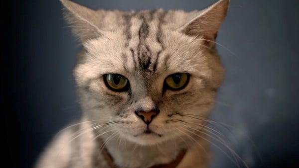 Is your cat a psychopath?  Here's a test.