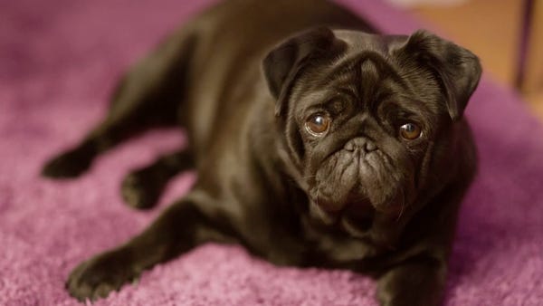 This is how long you can leave a dog alone