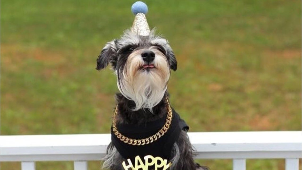 bully bites dog treats