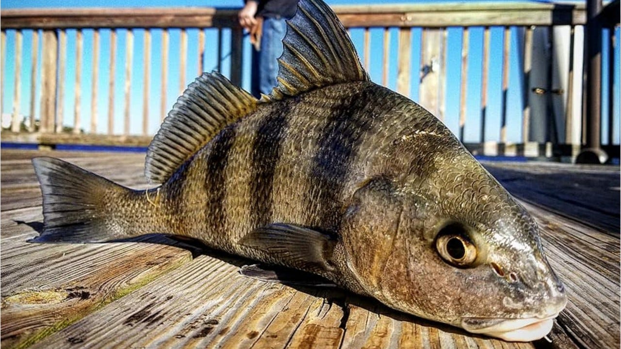FT žvejybos ataskaita: Pompano, sheepheadFT žvejybos ataskaita: Pompano, sheephead  