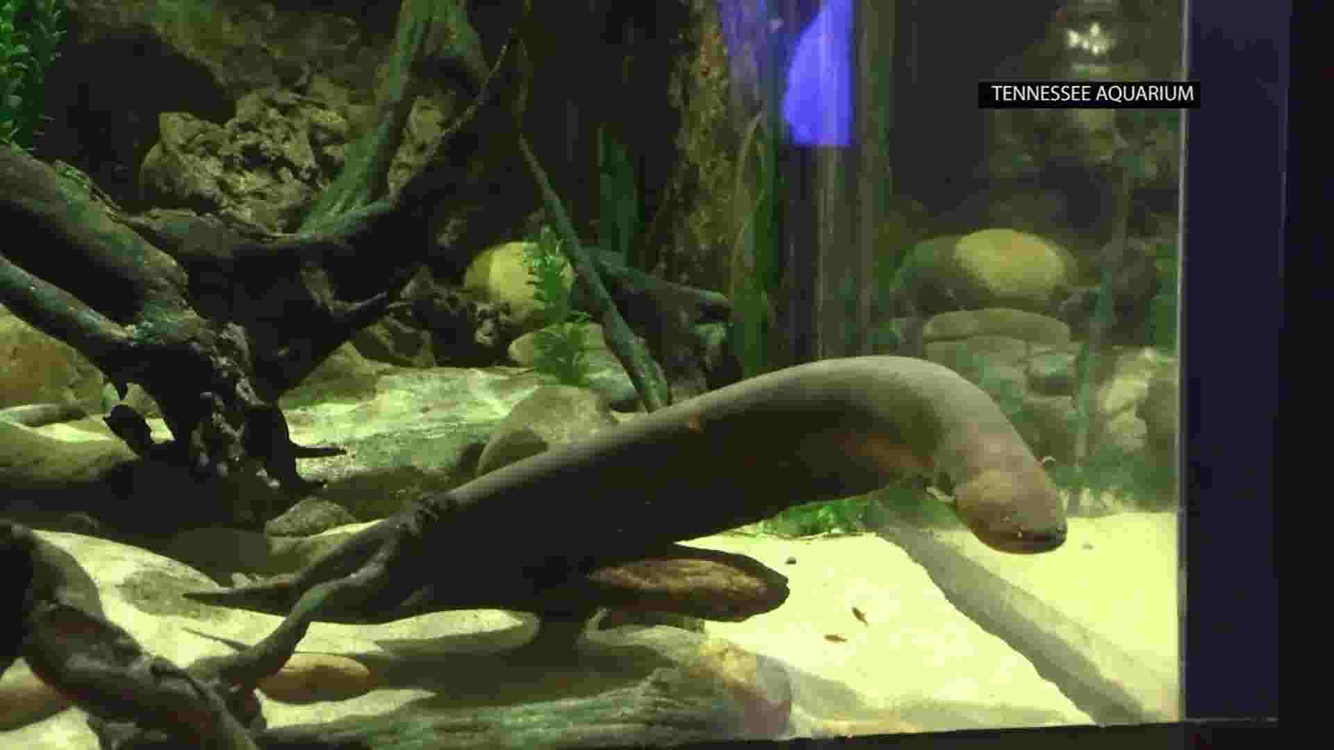 Electric eel powers aquarium’s Christmas lights