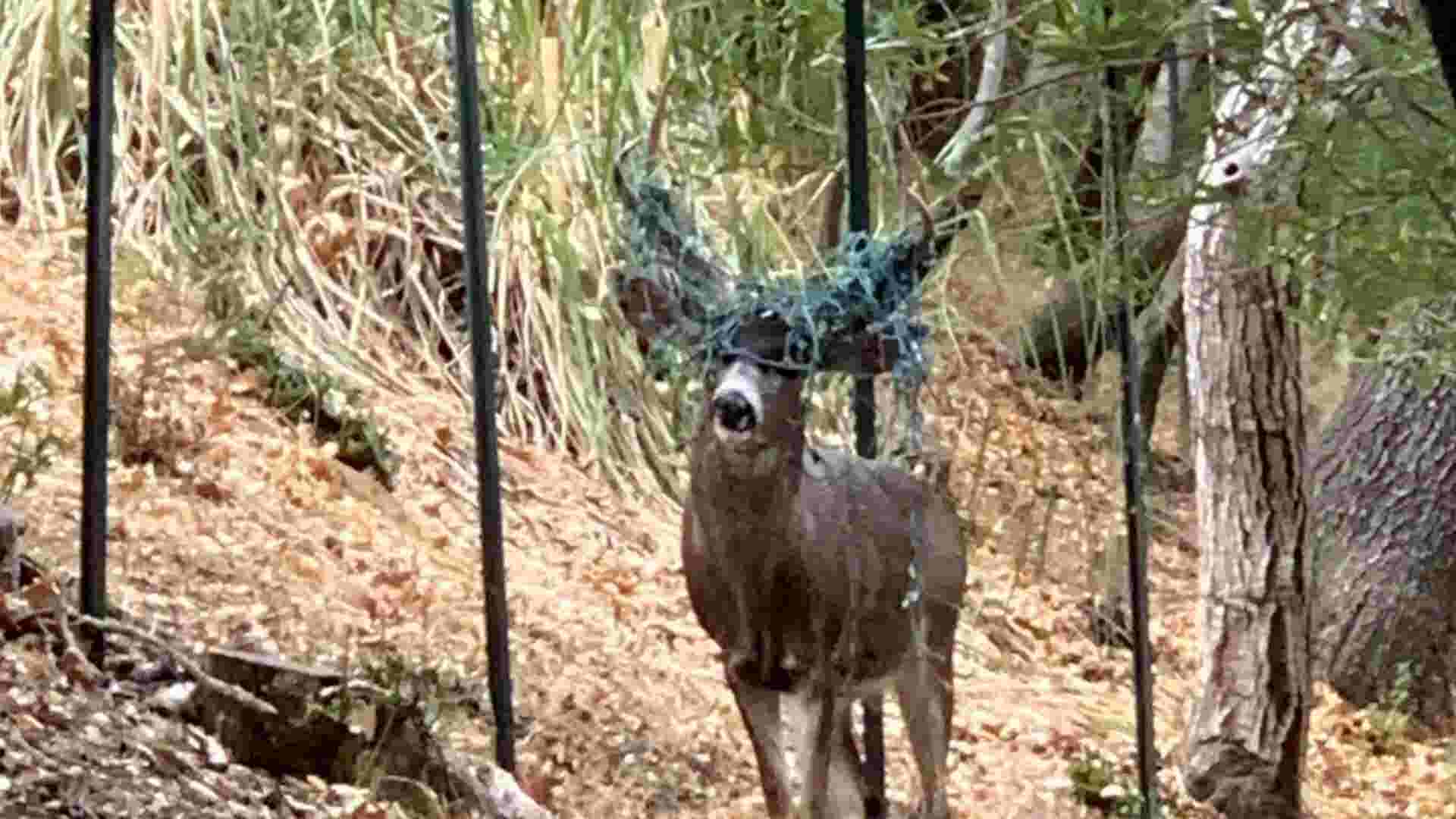 Buck spotted with antlers tangled in Christmas lights