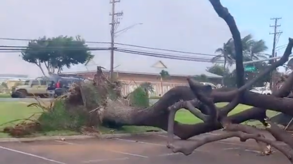 Powerful winds down trees in Hawaii