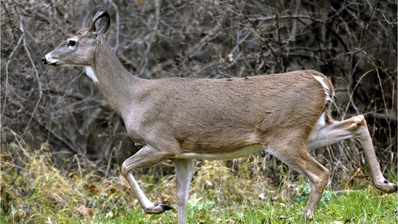 Deer Feeding Chart Alabama 2018