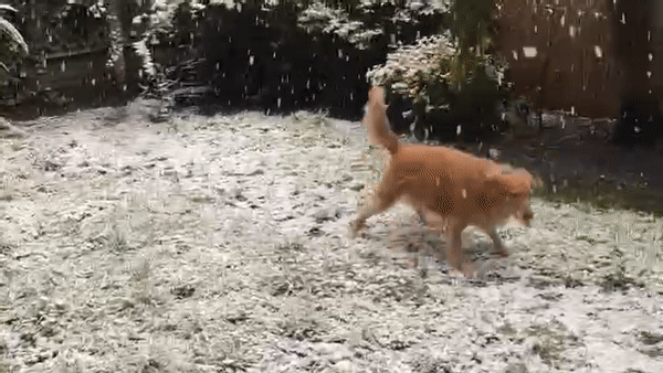 Dog catches flakes as snow falls in London