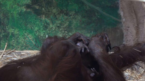 Orangutan baby welcomed at Oregon Zoo