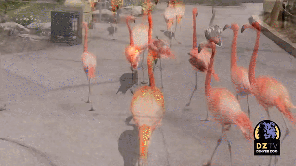 Flamingos walk around zoo