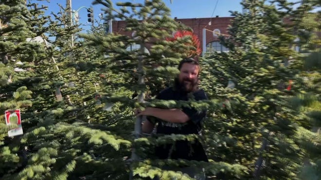 Home Depot Christmas Trees 2022 (Types, Prices + More)