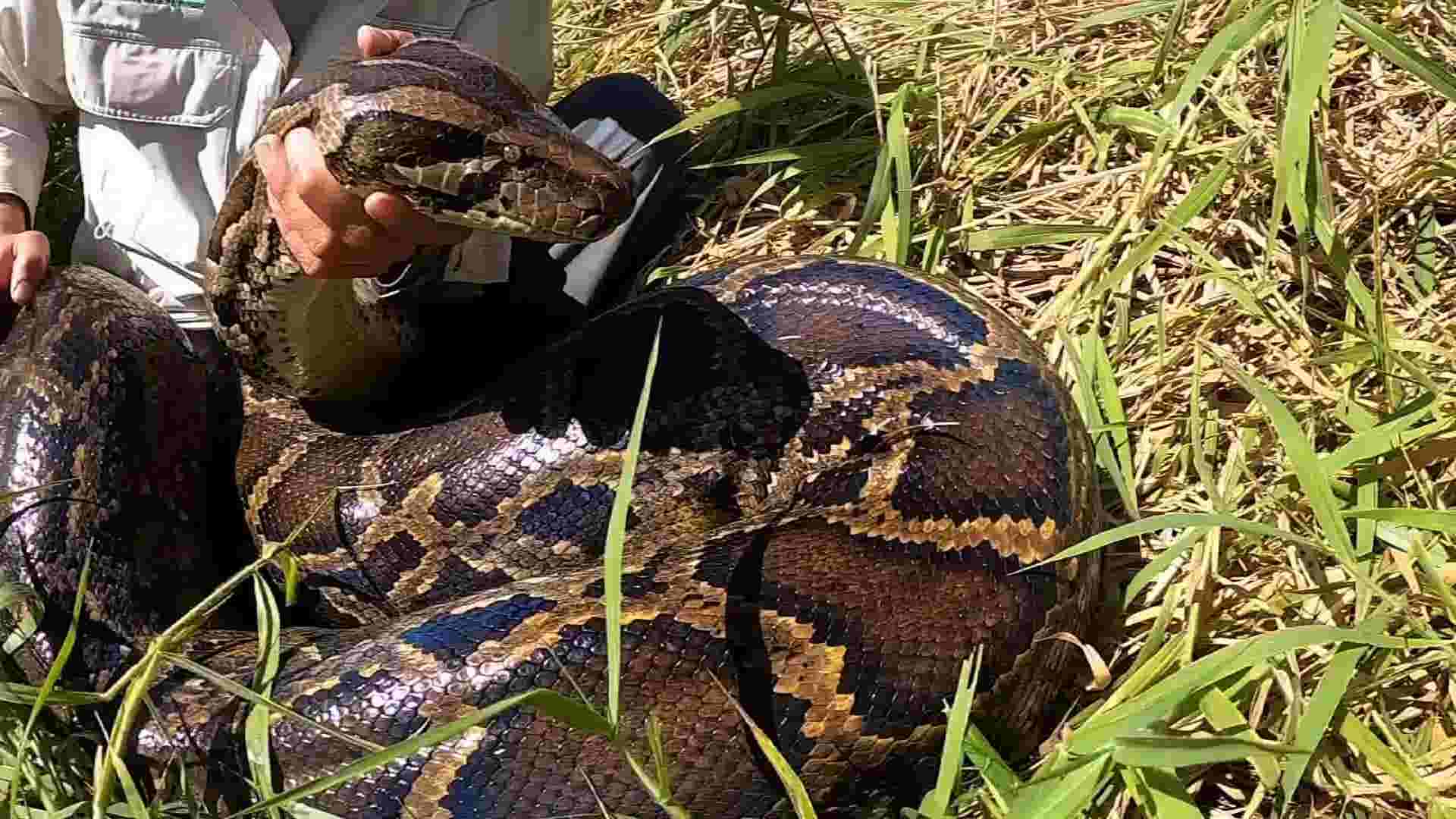 Large python