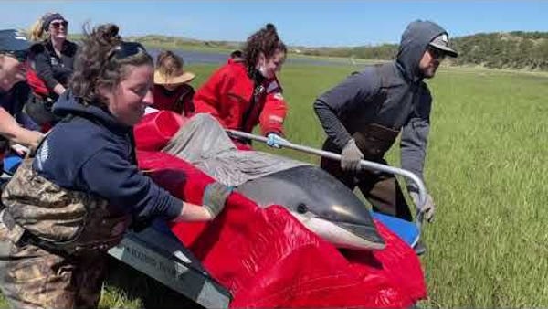 Dolphins rescued on Cape Cod 'doing great'