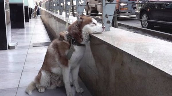 This dog waits outside his owner's office every da