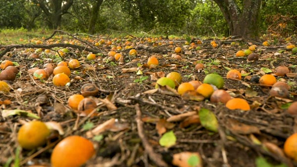 Florida citrus growers left reeling post-hurricane