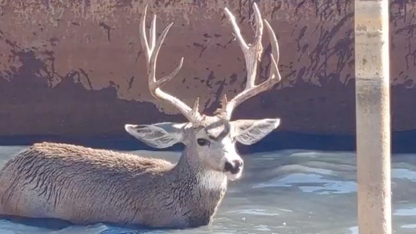 Crews rescue a buck trapped in a water tank